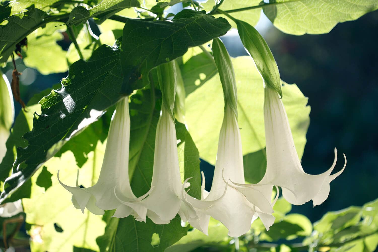 Trompetenbaum: Infos rund um den natürlichen Mückenschutz › HeimHelden