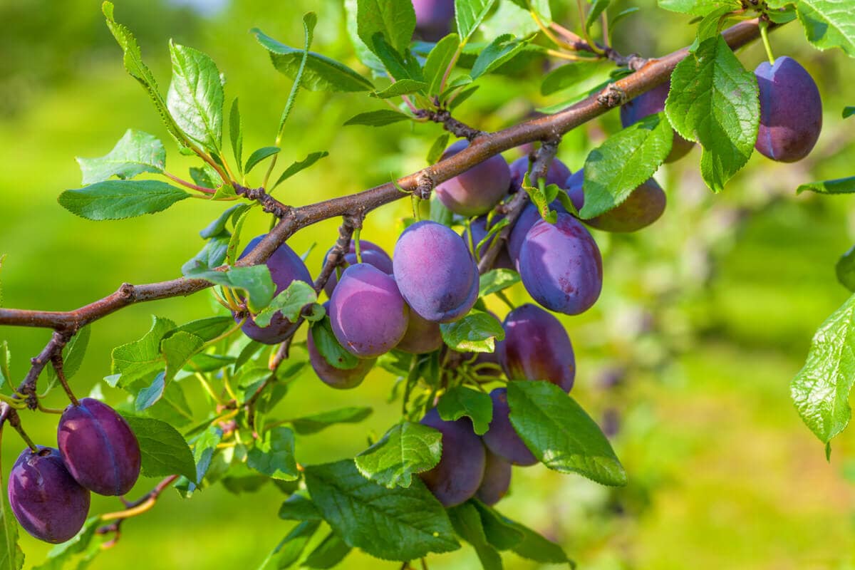 Hauspflaume Baum Kaufen