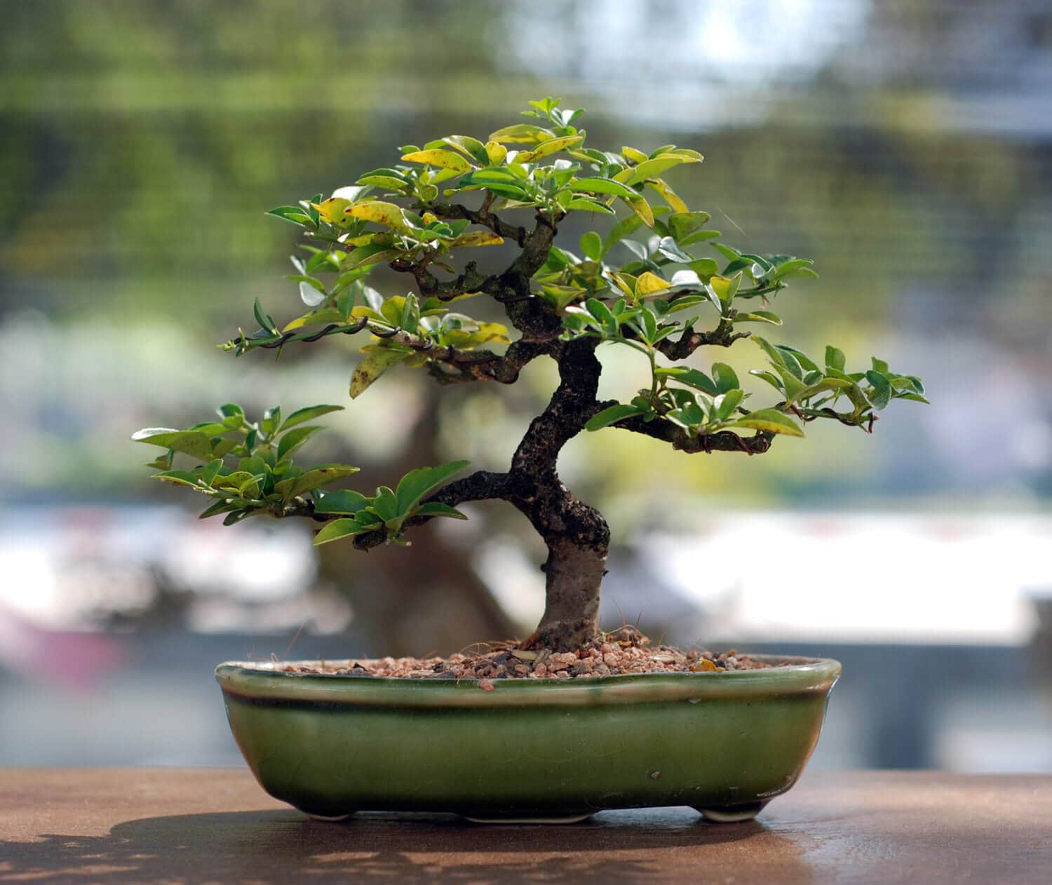 Bonsai ein Baum für die Wohnung