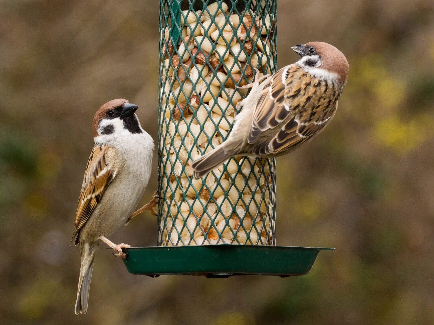 Vogelfutter Wie man Vögel richtig füttert