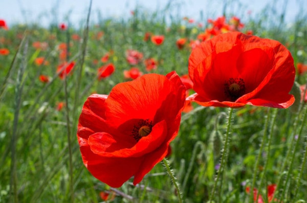 Der Mohn