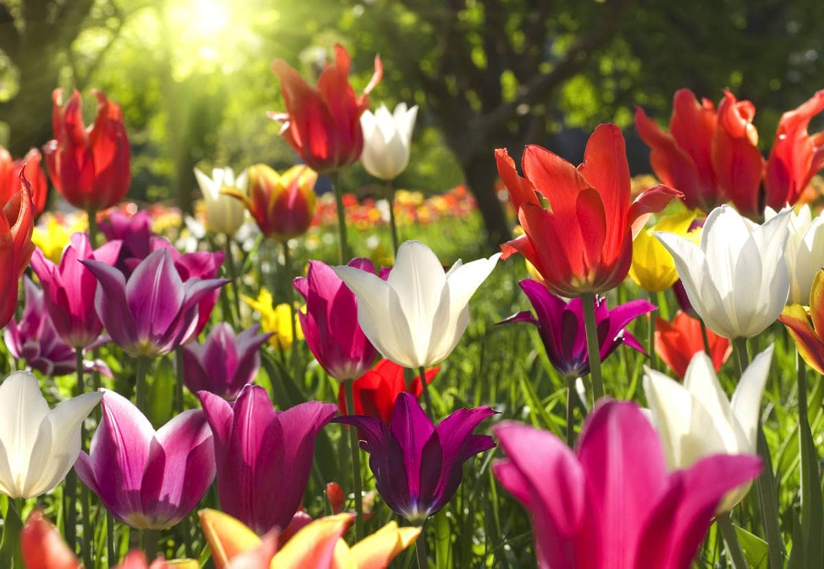 Es grünt und blüht Frühlingsblumen für den Garten