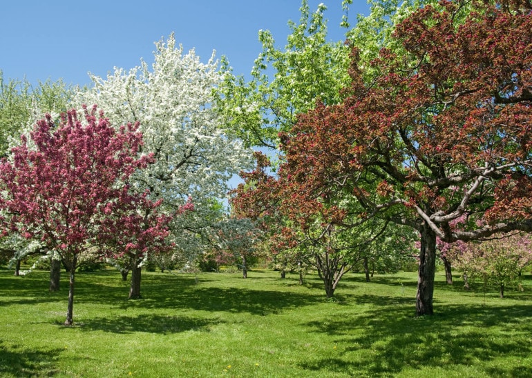 Die schönsten Bäume für den eigenen Garten HeimHelden