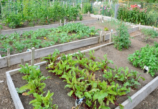 Einen Gemüsegarten planen und anlegen