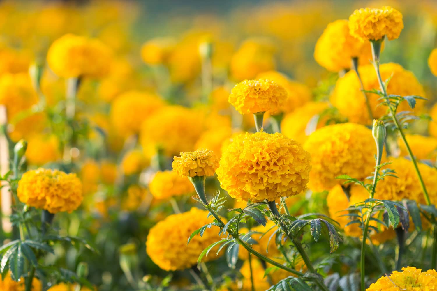 Studentenblume säen und pflegen HeimHelden