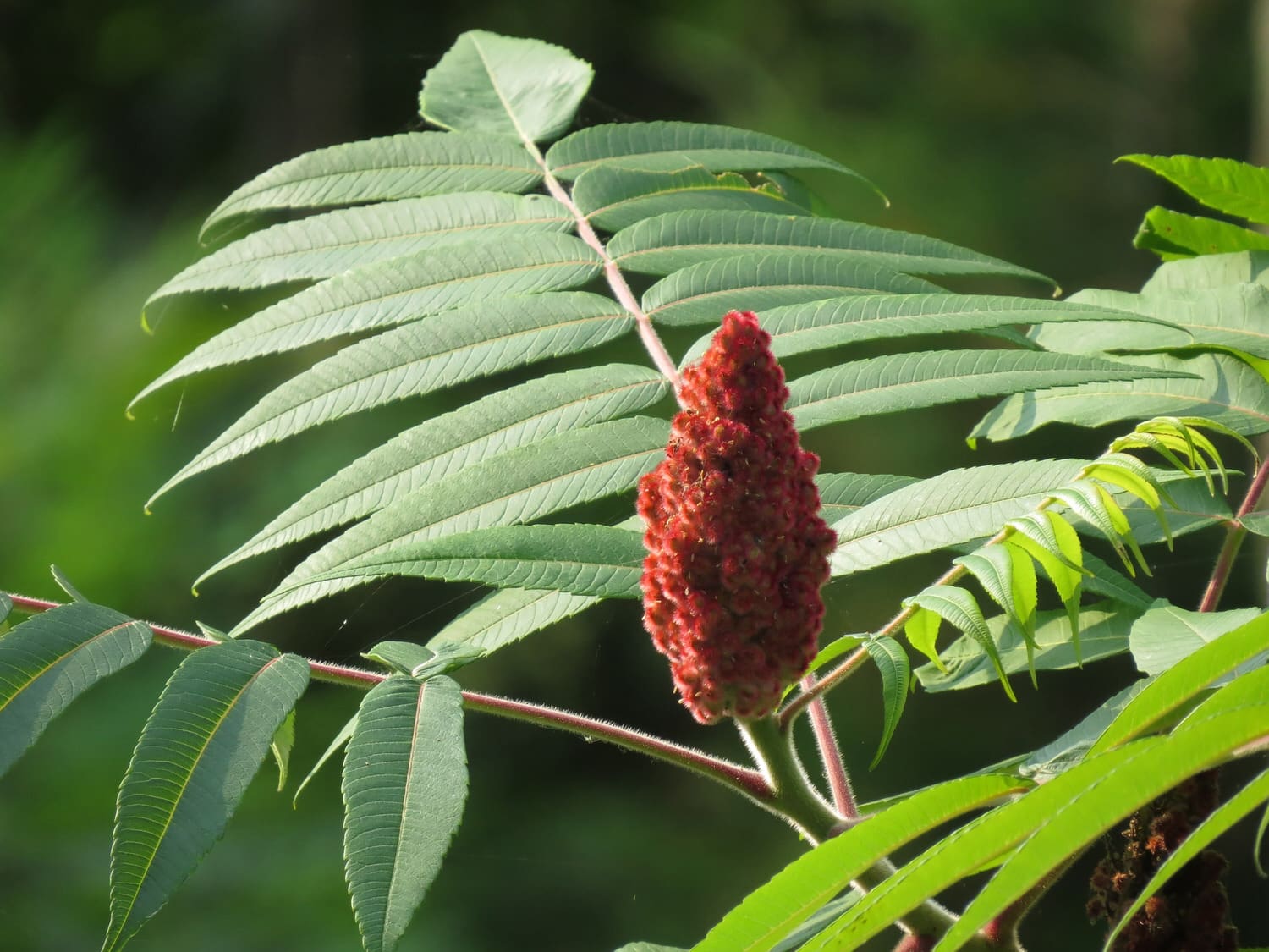 Essigbaum oder Hirschkolbensumach (Rhus typhina) HeimHelden
