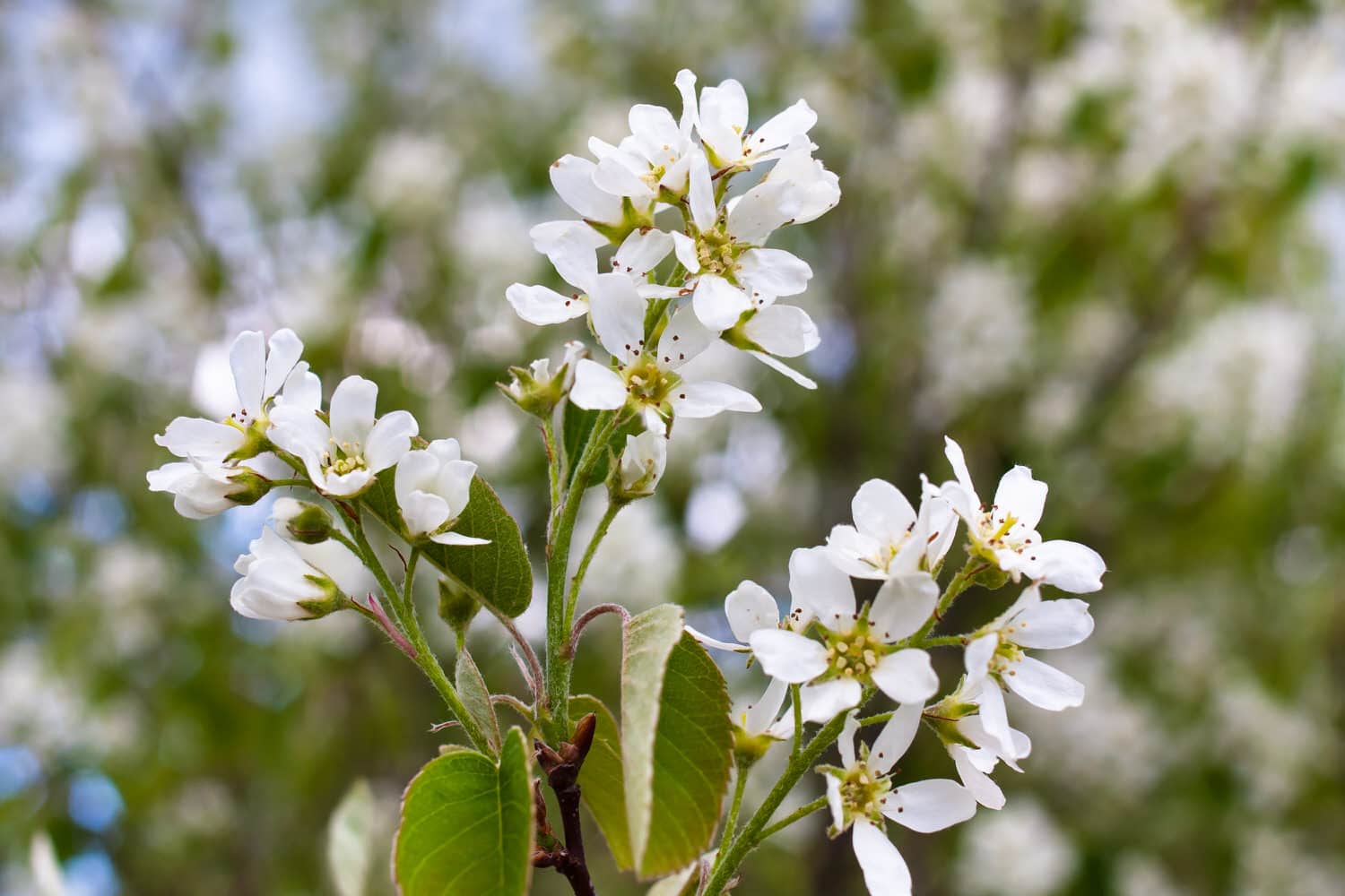 Felsenbirne (Amelanchier) Sorten, Pflege und Schneiden