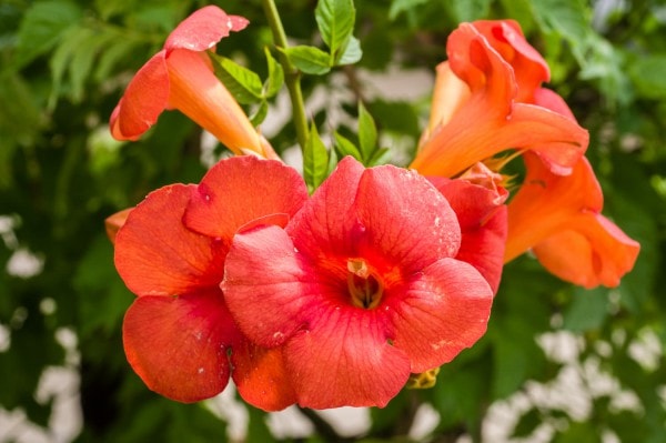 Trompetenblume oder Klettertrompete (Campsis) Pflege, Überwintern