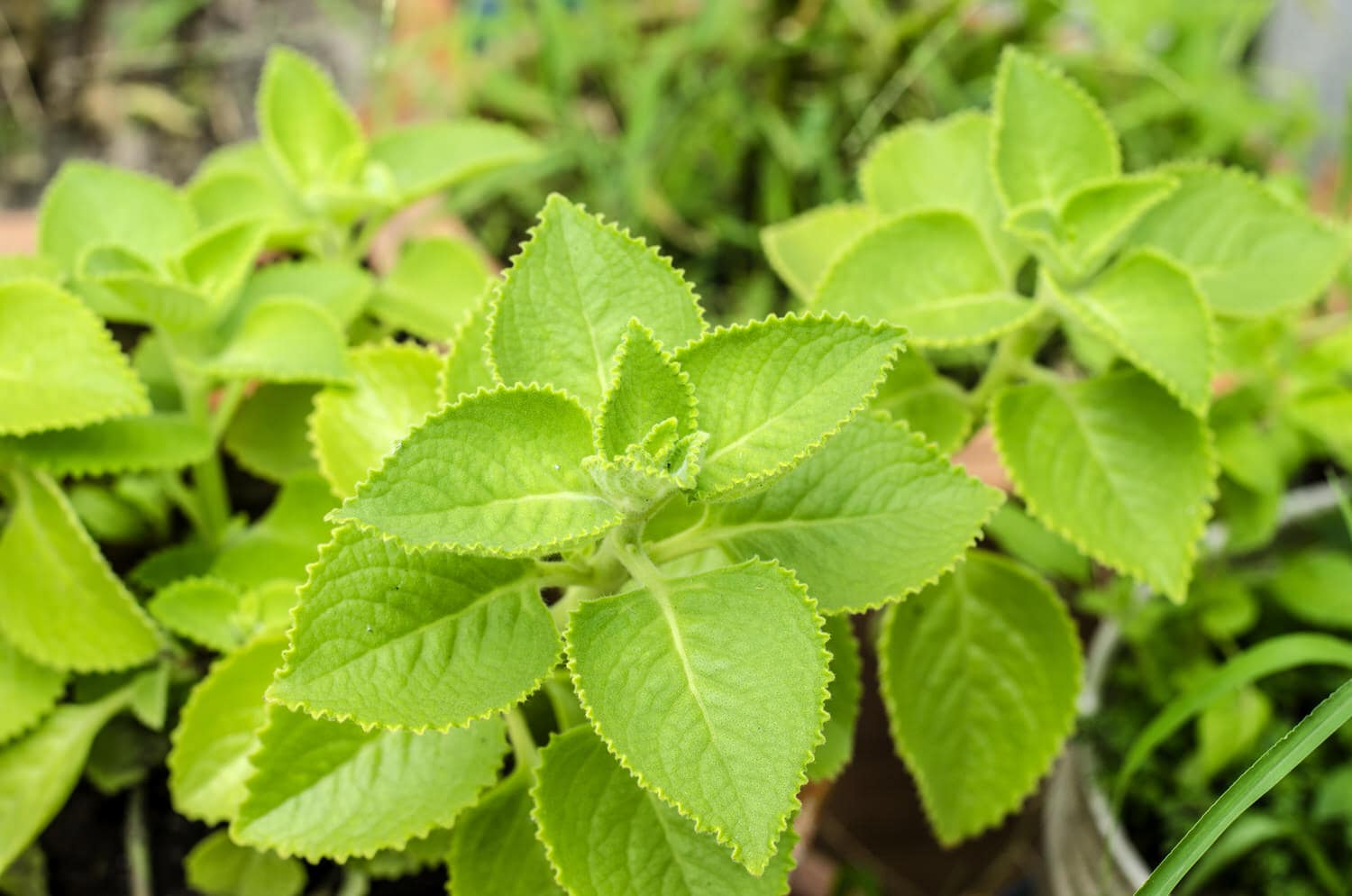 VerpissdichPflanze (Plectranthus caninus) Verwendung