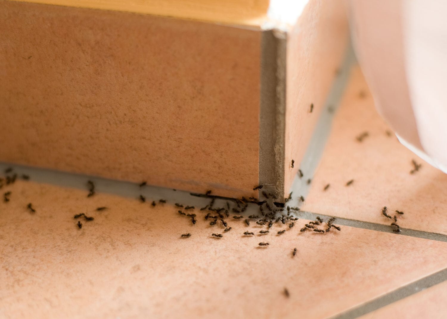 Die 7 besten Tipps gegen Ameisen im Haus HeimHelden