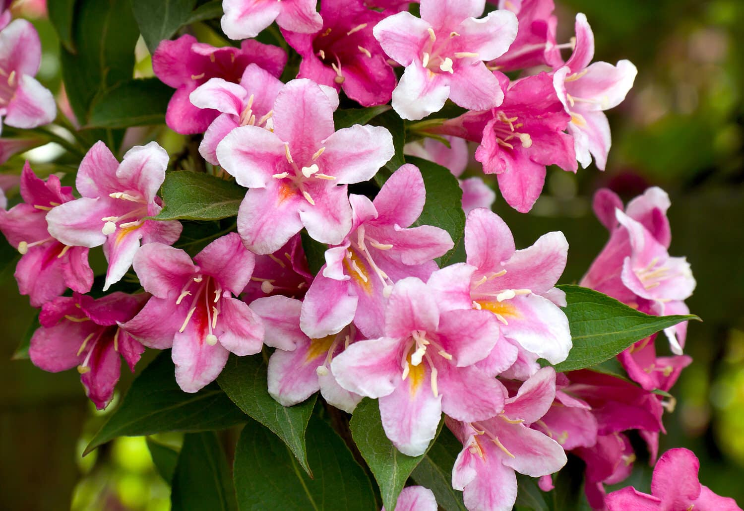 Weigelie (Weigela) Standort, Pflege und Schnitt HeimHelden