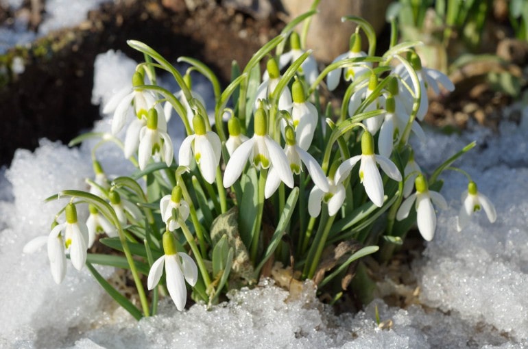 Schneeglöckchen (Galanthus) Pflanzen, Standort und Pflege
