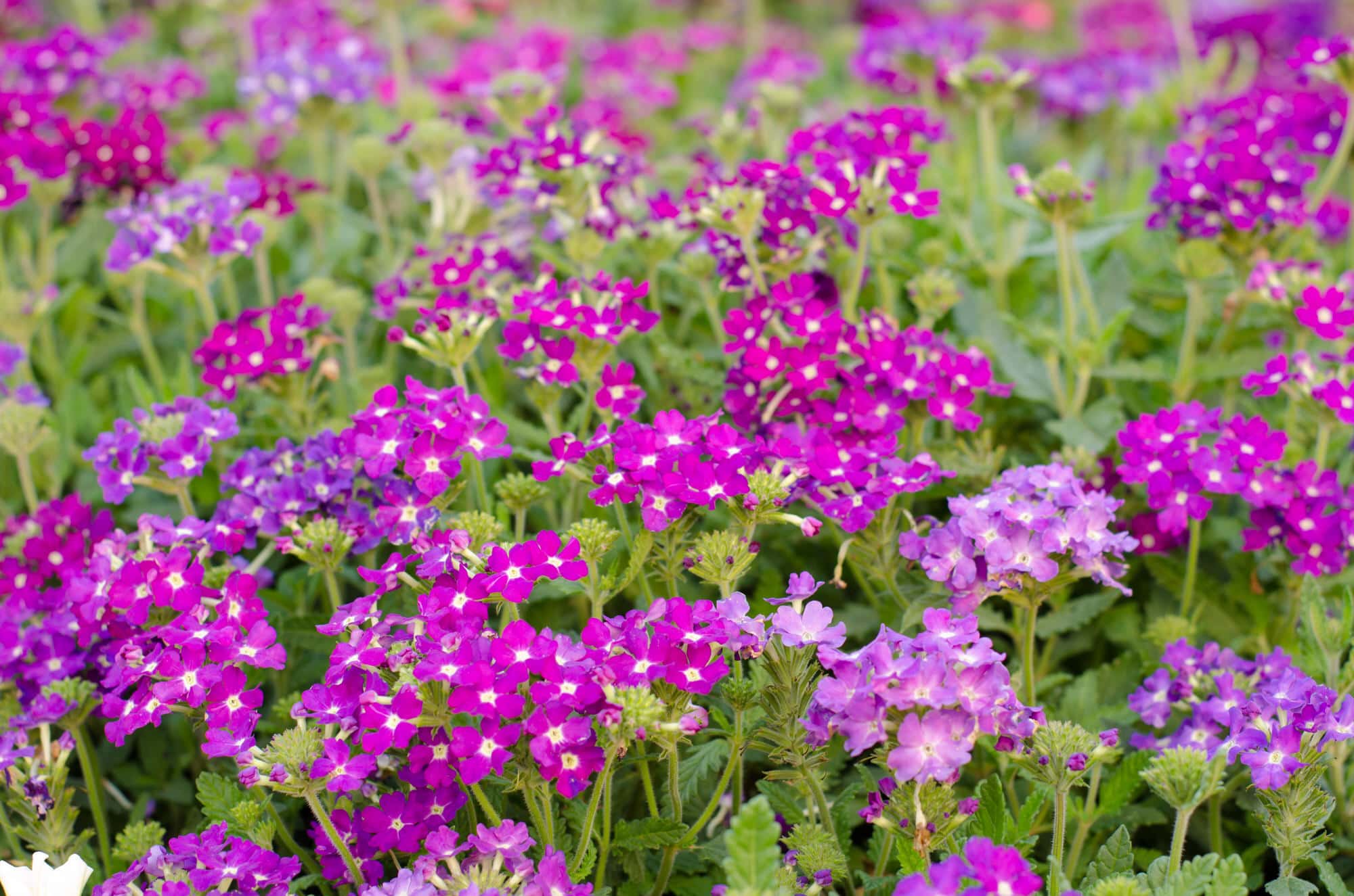 Eisenkraut oder Verbene (Verbena) Pflege und Anwendung