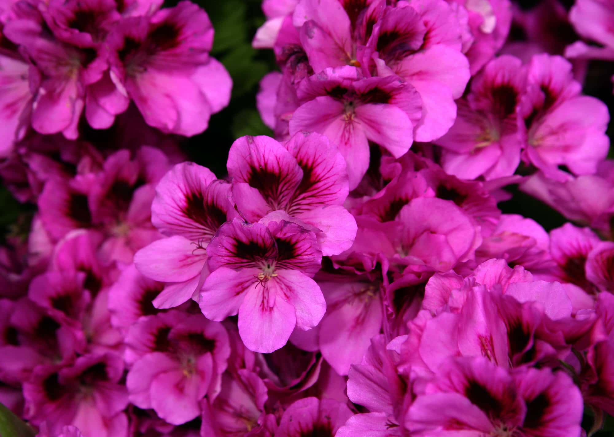 Bauernorchidee (Schizanthus) Pflege, Überwintern und