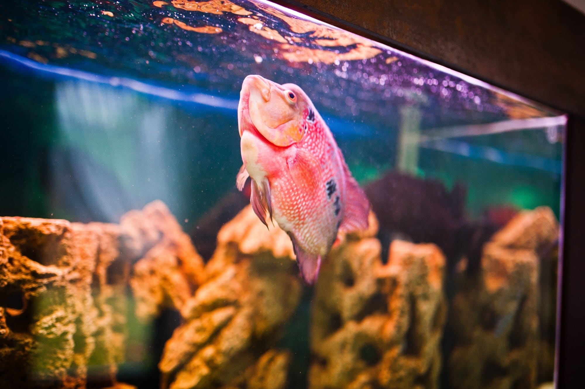Aquarium einrichten