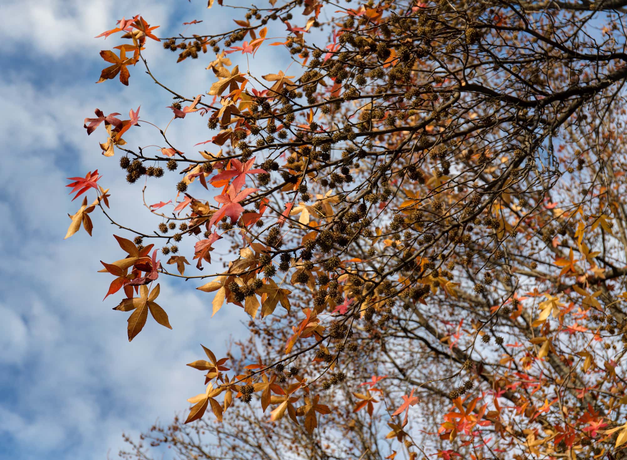 Amerikanischer Amberbaum (Liquidambar styraciflua L.)