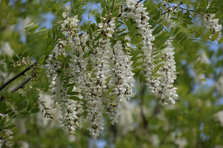Akazie (Acacia) kaufen, schneiden und vermehren HeimHelden
