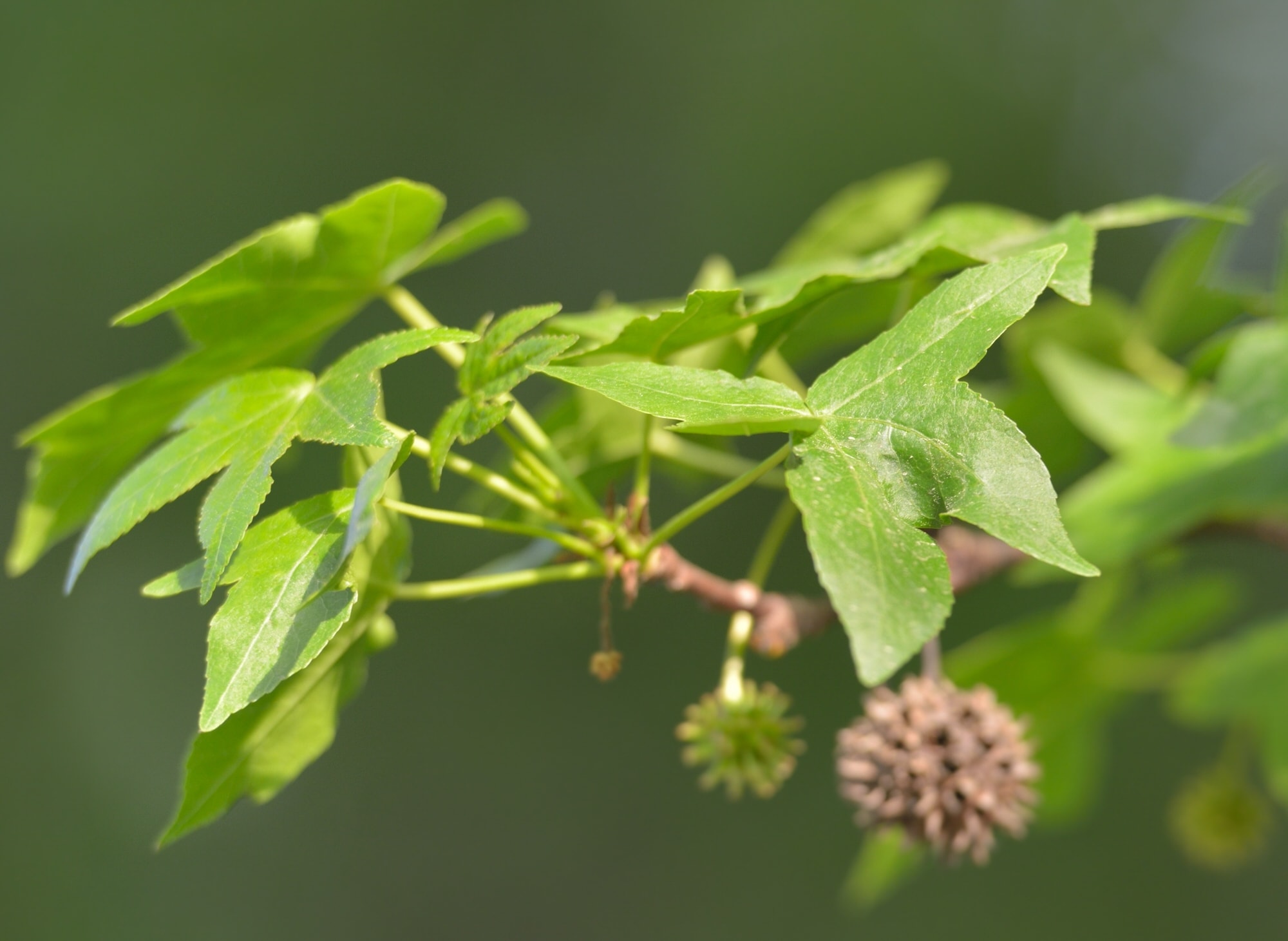 Orientalischer Amberbaum oder Storaxbaum (Liquidambar orientalis Mill