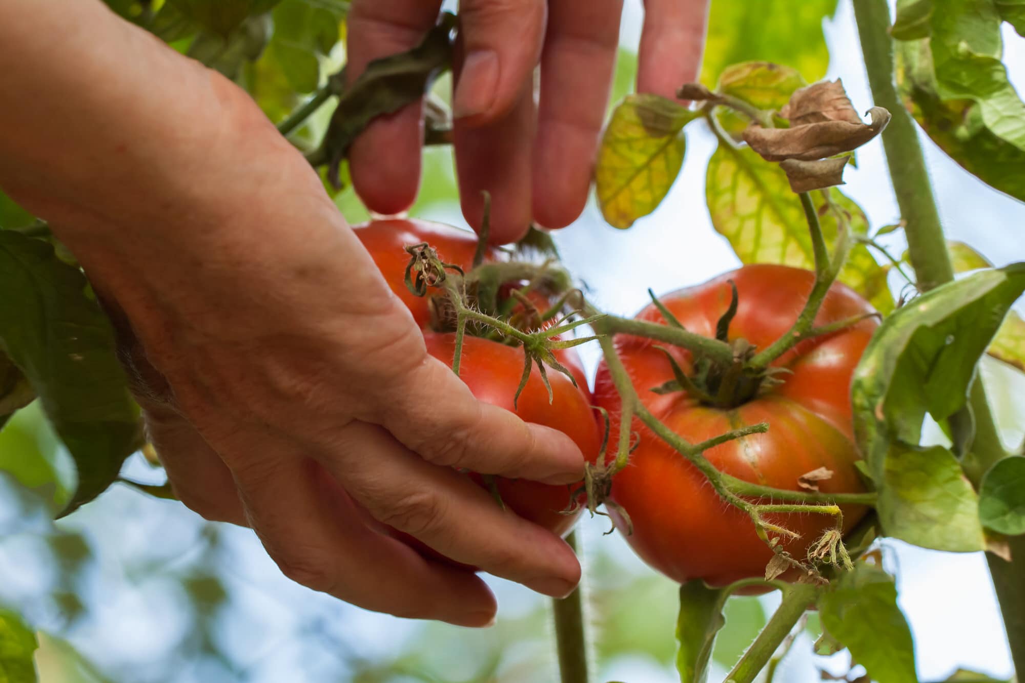 Kleiner garten ganz groÃ: ideen für die gartengestaltung
