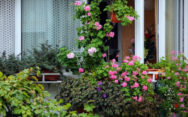 Balkonpflanzen ganzjährig - HeimHelden