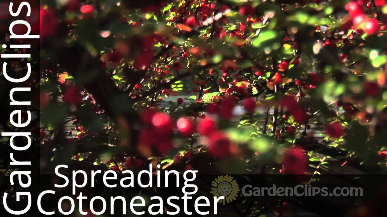 Spreading Cotoneaster - Cotoneaster divaricatus - How to grow Cotoneaster in the garden