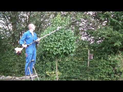Kugelbaum schneiden mit dem Stihl Kombisystem, Heckenschneider mit Schaftverlängerung, Hedge Trimmer