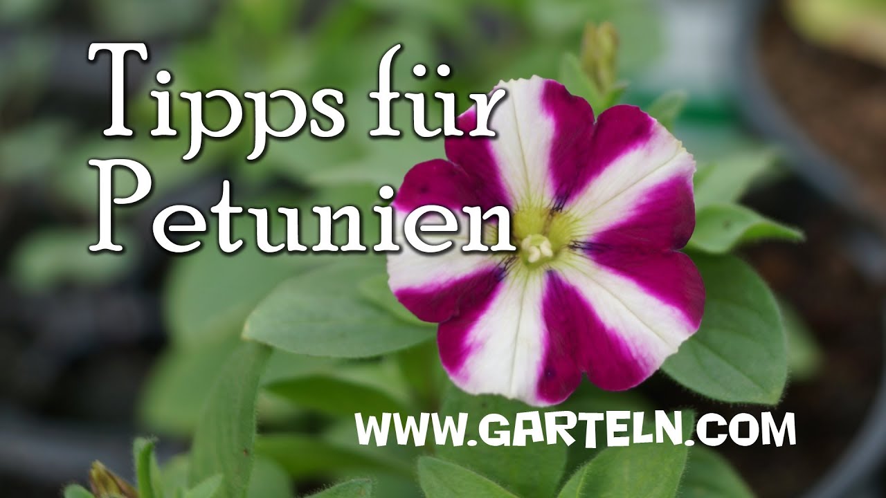 Balkonblume Happy Peppy (Petunie) - Balkonblume des Jahres 2013