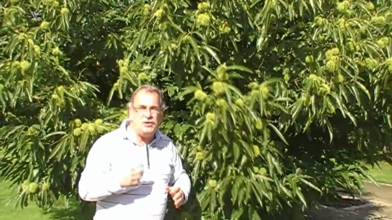 Esskastanie als Hausbaum