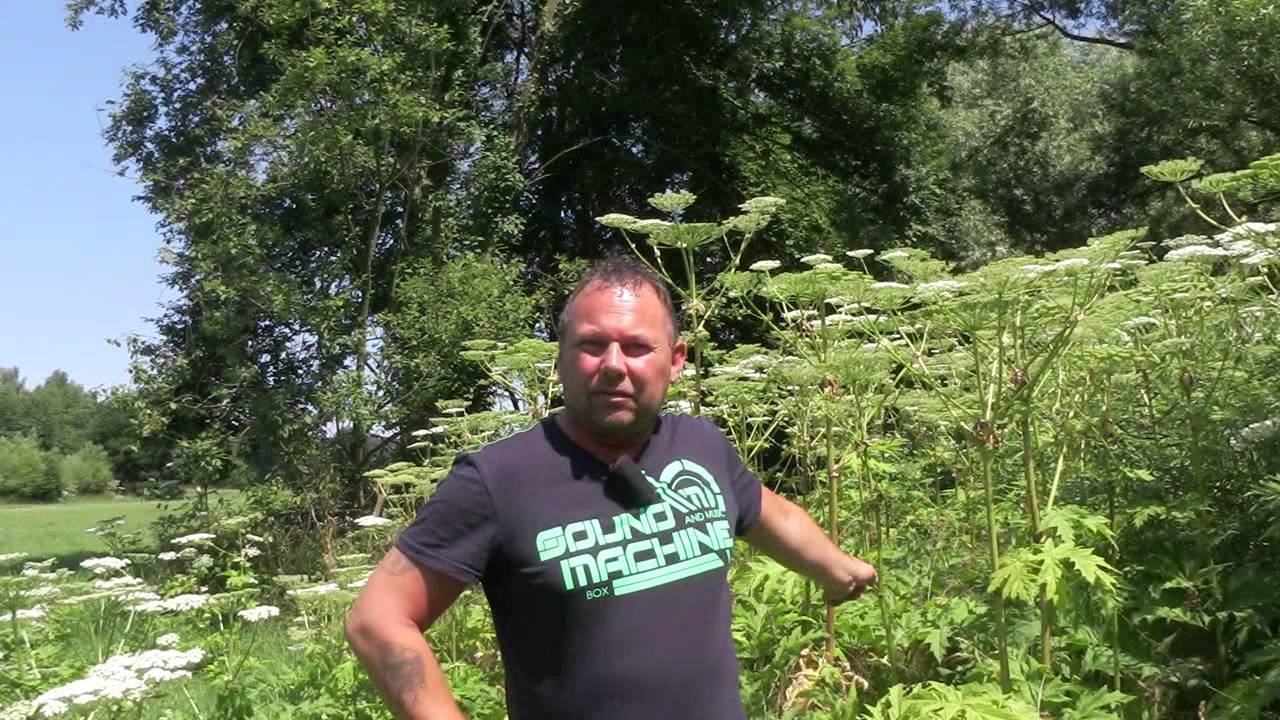 Riesen-Bärenklau: Die unbekannte Gefahr im Sommer