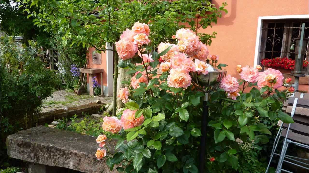 Verkauft! - kleiner Rosengarten in Frankfurt / Alexandra & Thomas Neubauer