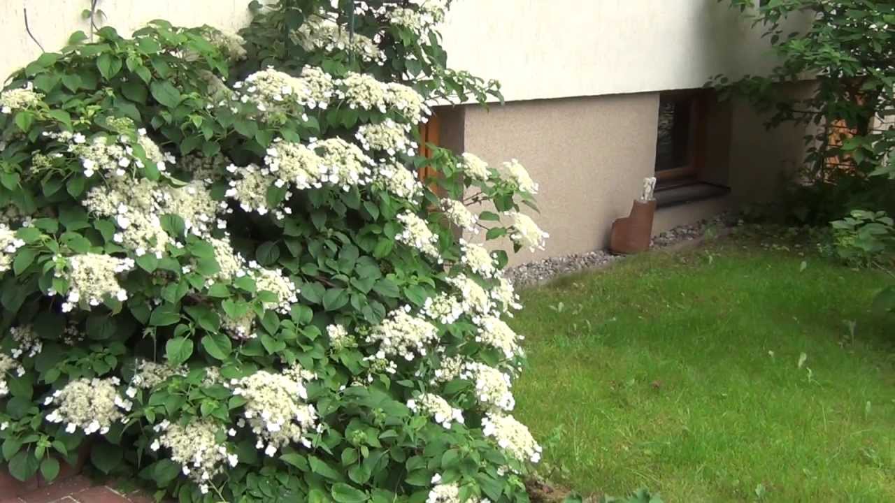 Hortensien schneiden - Schnittgruppe 1