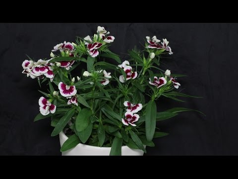 Dianthus barbatus - Bartnelke, Sweet William