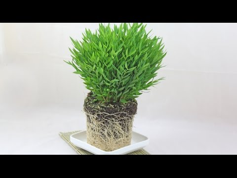 Pogonatherum paniceum - Zimmerbambus, Baby Panda Bamboo
