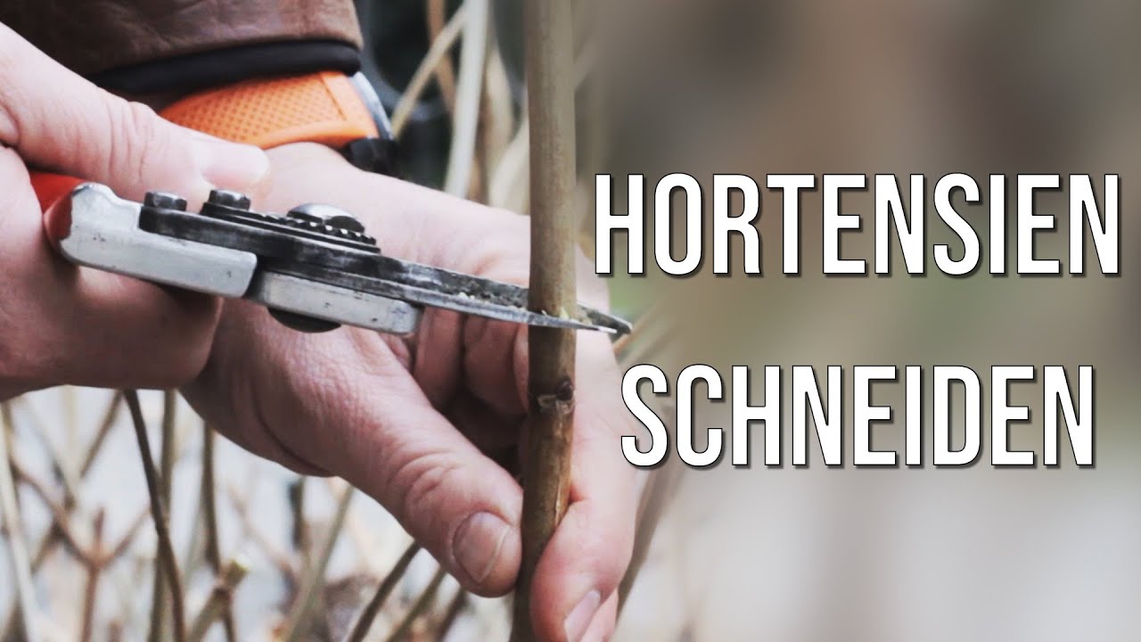 Hortensien schneiden: Rispen und Ballhortensien