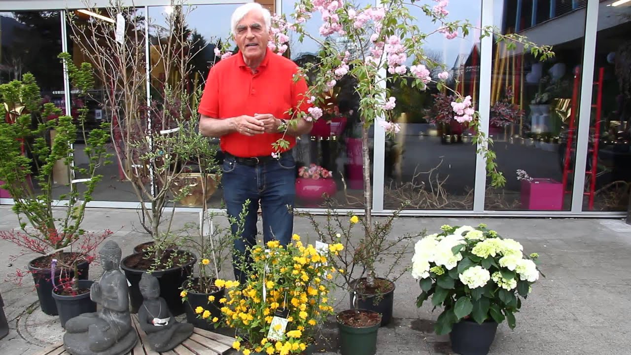 Die Felsenbirne im VOL.AT-Gartentipp
