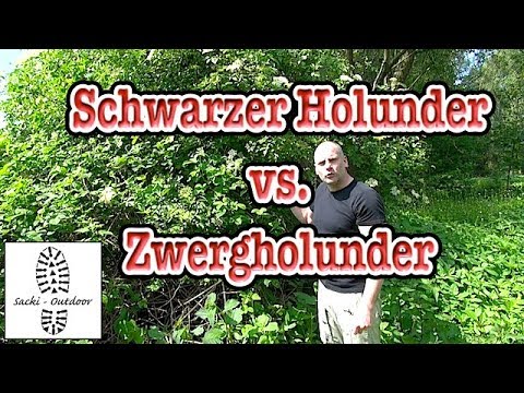Info: Verwechslungsgefahr Schwarzer Holunder - Zwergholunder