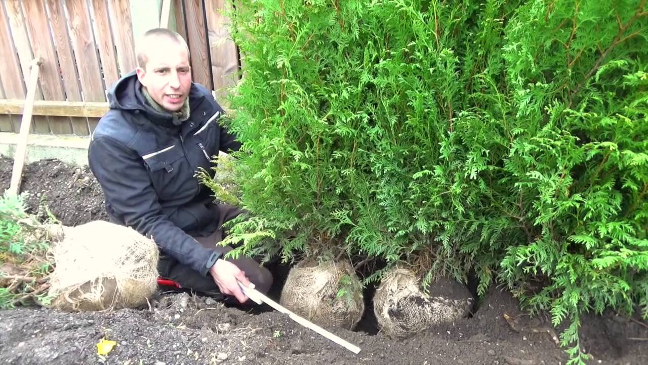 Hecke pflanzen | Thuja | Erster Heckenschnitt | TUTORIAL | HD