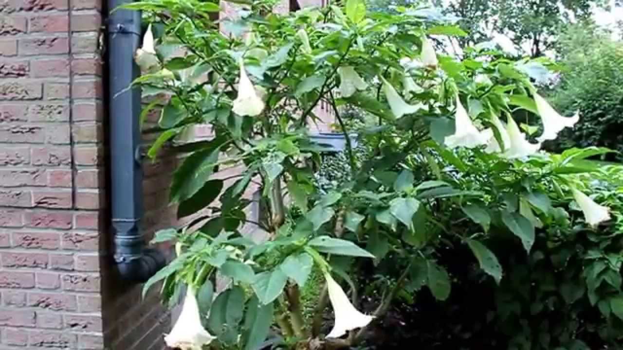 Engelstrompete schneiden | Trompetenbaum von der Blüte bis zum Schnitt - NewWonder555