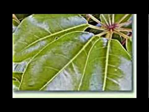 Schefflera, Strahlenaralie