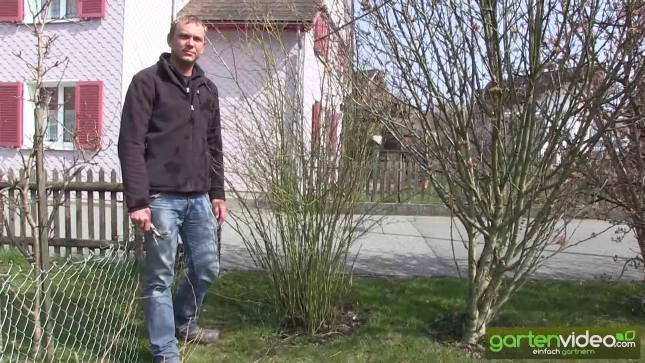 Wie schneide ich Ranunkelstrauch (Kerria japonica pleniflora)