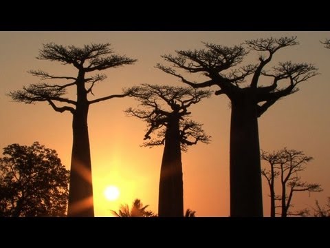 Wahrzeichen von Madagaskar: Schutzgebiet für Affenbrotbäume
