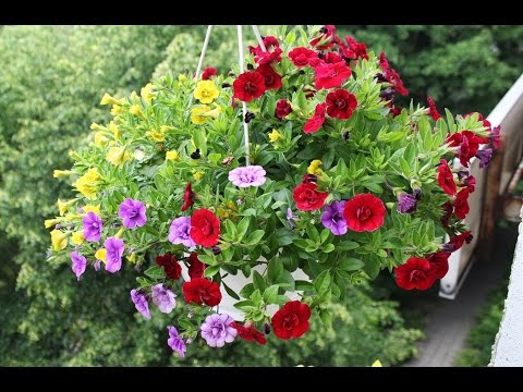 Zauberglöckchen  ( Calibrachoa )