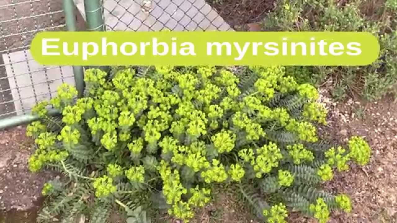 Euphorbia myrsinites - Walzen-Wolfsmilch, Myrtle Spurge, Creeping Spurge