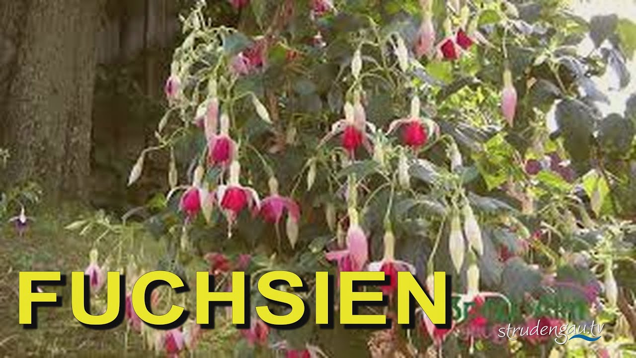 Fuchsien