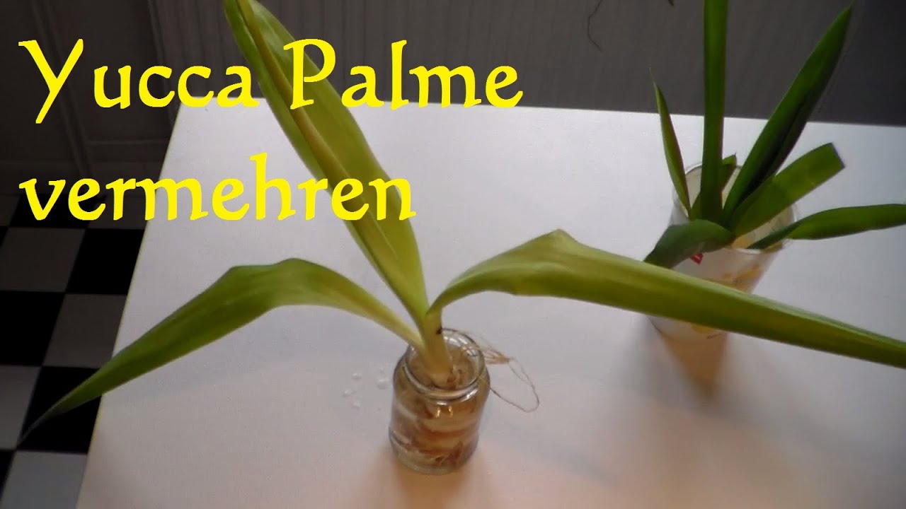 Yucca Palme vermehren - Yucca Palme schneiden - Ableger Steckling Yucca Palme