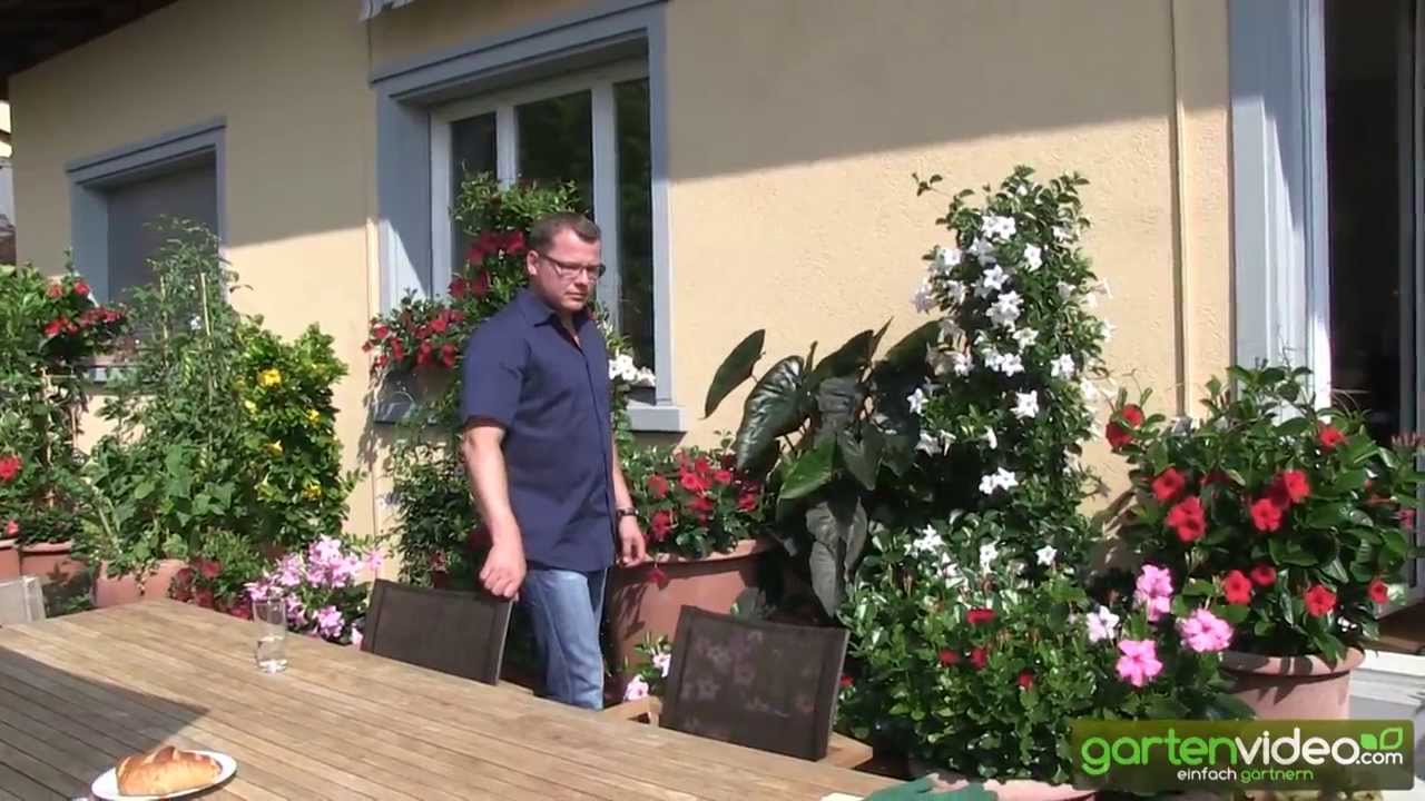 Wie pflege ich Mandevilla Dipladenia im Topf