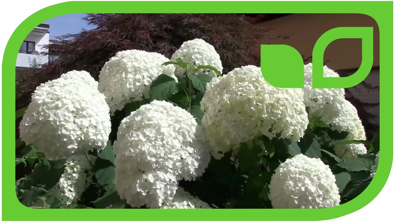 Schneeballhortensie Annabelle - Hydrangea arborescens