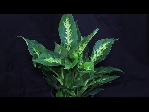 Dieffenbachia seguine - Dieffenbachie, Dumb Cane