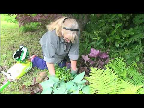 Heuchera - Umpflanzen von Purpurglöckchen