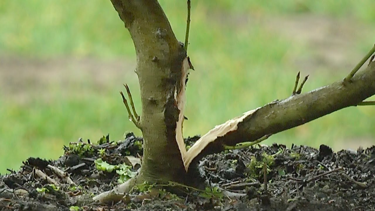 Bonsai Cornus, Hartriegel. Ein Gärtner will es wissen